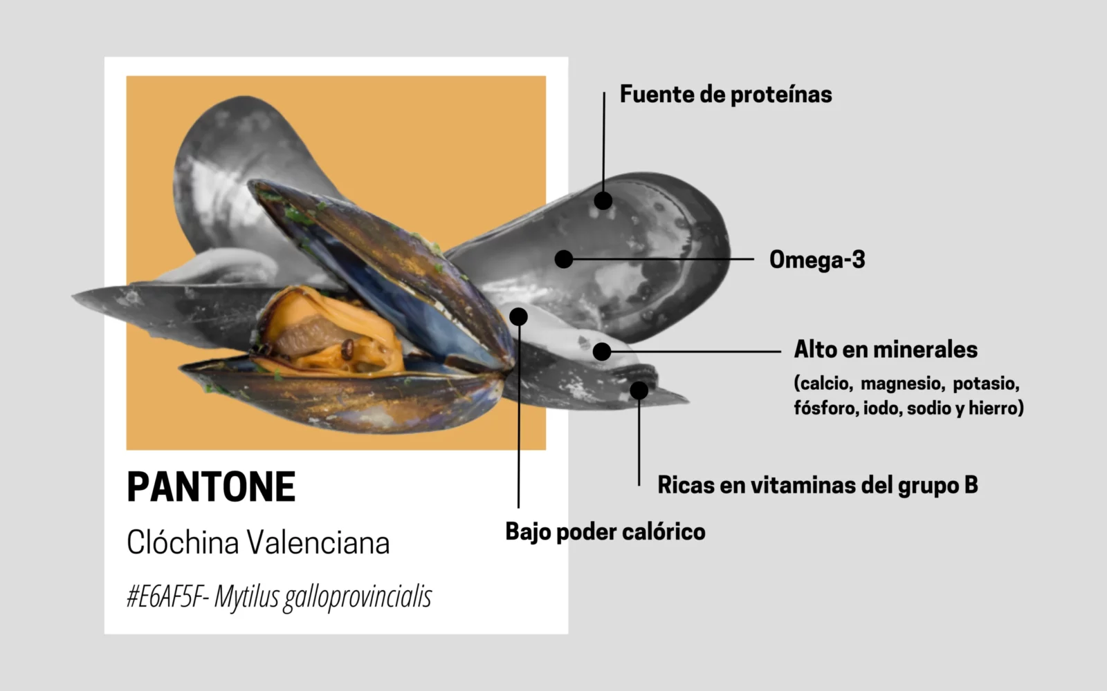 propiedades nutricionales de la clotxina valenciana