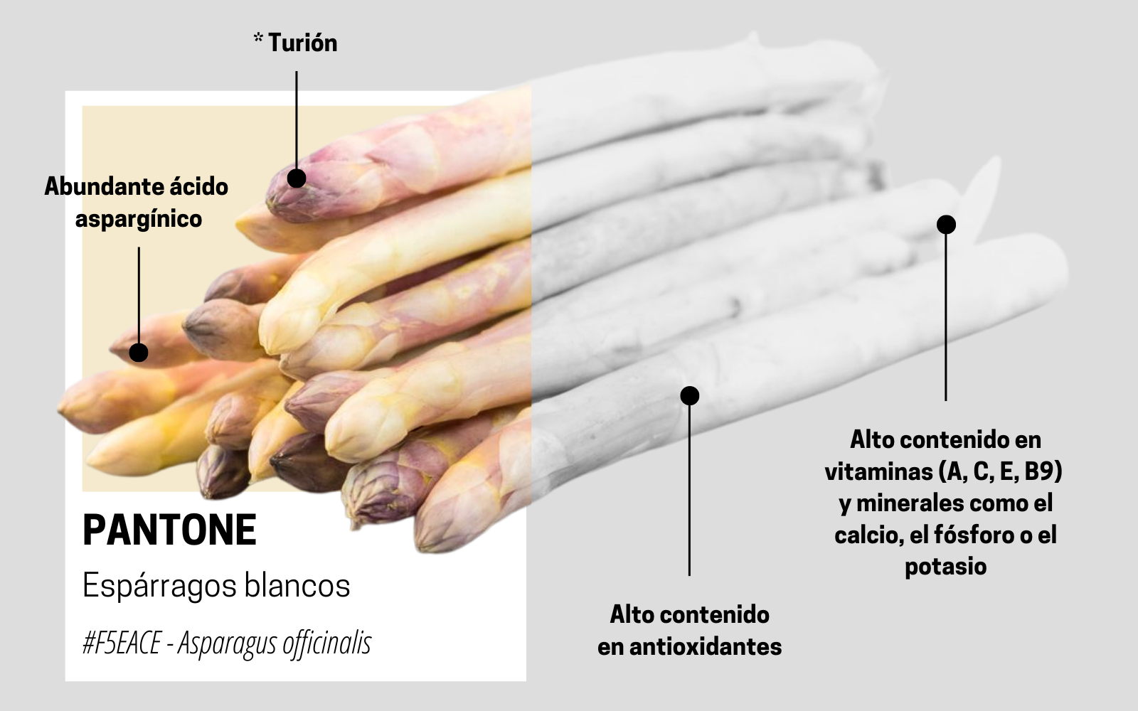 estas son las propiedades del esparrago blanco